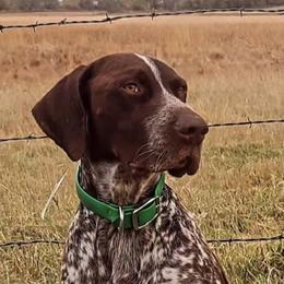 German Shorthaired Pointers from Anderson's GSPs