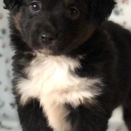 Aussiedoodles, Miniature Australian Shepherds, and Toy Australian Shepherds from Alegria Toy Aussies
