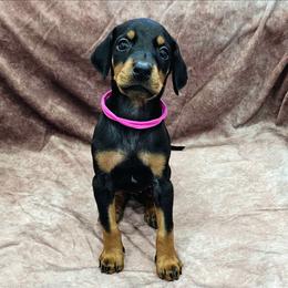 Z-04 - Black and rust female Doberman Pinscher puppy in Buckley, Washington from Blackthorn Kennel