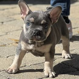 French Bulldogs from Jason's French Bulldogs
