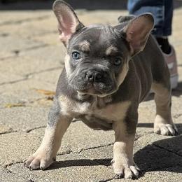 French Bulldogs from Jason's French Bulldogs