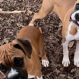Boxers from Suarez AKC Boxers LLC