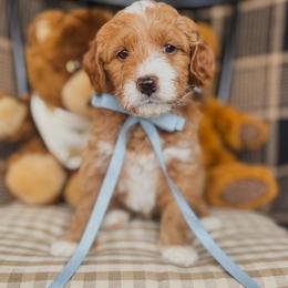 Paddington - Red  male Goldendoodle puppy in New Harmony, Indiana from Cottonwood Farms