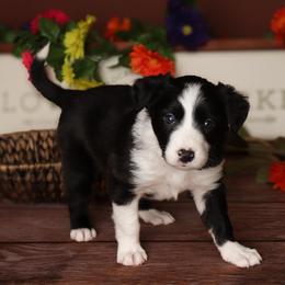 Denali National Park - Black and white female Border Collie puppy in Tillamook, Oregon from Oregon Bordoodles