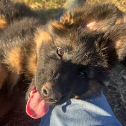 Harper Trek Starry Night - Black and red female German Shepherd puppy in Purcellville, Virginia from Starry Night German Shepherd Dogs
