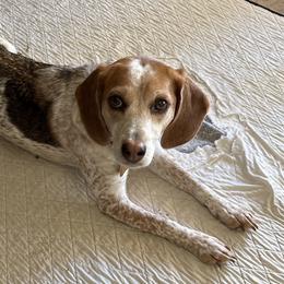 Ginger - Beagle