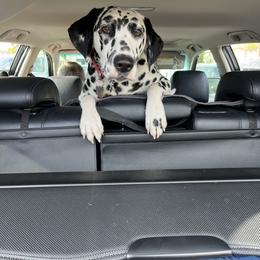 Dalmatian All Grown Up from Rosais Acres LLC