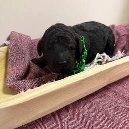 Clover - Black male Poodle puppy in Cold Brook, New York from Tamarack Therapy Dogs