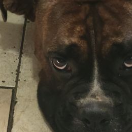 Boxers from Maria's Boxers