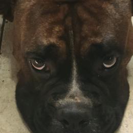 Boxers from Maria's Boxers