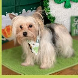 KYLO - Yorkshire Terrier