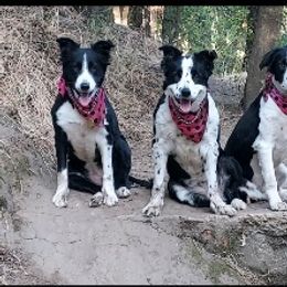 Border Collie All Grown Up from Wall's Border Collies