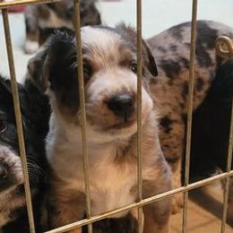 Australian Cattle Dogs from SuzyQ's Heelersjolene