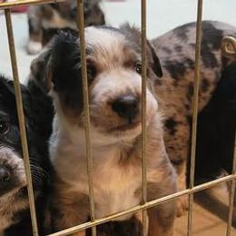 Australian Cattle Dogs from SuzyQ's Heelersjolene