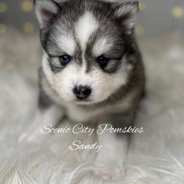 Sandy - Silver and white female Pomsky puppy in Rossville, Georgia from Scenic City Pomskies