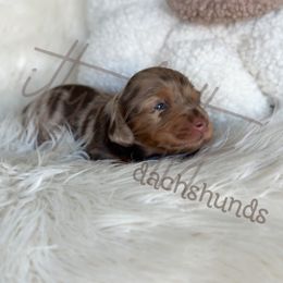 AKC- SPRINKLES - Dapple female Dachshund puppy in Canton, Texas from Itty Bitty Dachshunds
