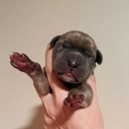 Chrome - Blue male Great Dane puppy in Jerusalem, Arkansas from Mara Danes