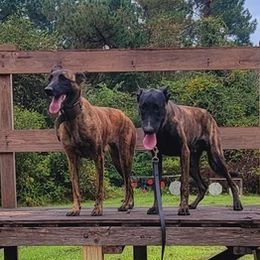 Dutch Shepherds from Drew Thomas