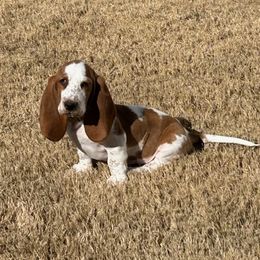 Basset Hound and Dachshund Puppies from V's Southern Angels