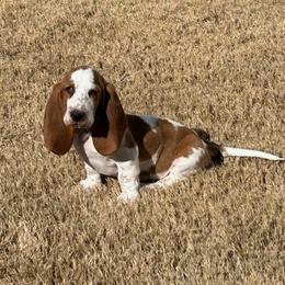 Basset Hound and Dachshund Puppies from V's Southern Angels