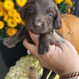 Solid chocolate boy - Chocolate male Dachshund puppy in Payette, Idaho from NT Mini Doxies