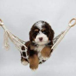 Bingo - Tri-color female Bernedoodle puppy in Alpharetta, Georgia from Doodles of Buckhead