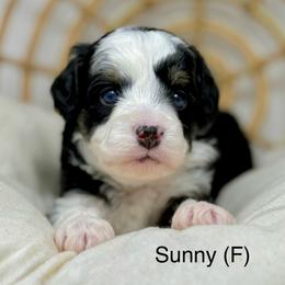 Sunny - Black tri-color female Aussiedoodle puppy in Sterling, Colorado from North 40 Doodles