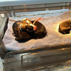 Boy 1 - Black, white and red male Greater Swiss Mountain Dog puppy in Knoxville, Maryland from Dahlgren Swissys