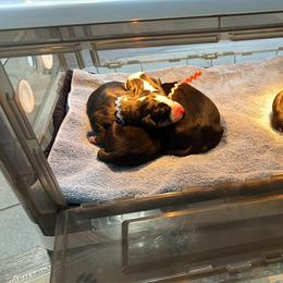 Boy 1 - Black, white and red male Greater Swiss Mountain Dog puppy in Knoxville, Maryland from Dahlgren Swissys