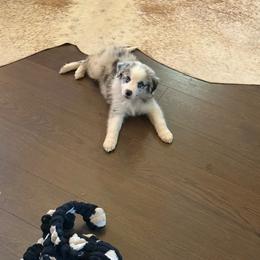 Wanda - Blue merle female Border Collie puppy in Cleveland, North Carolina from Morning Glory Farm-border collies/Beyond Brilliant Dog Co.