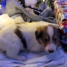 Black - White male Collie puppy in Newberry, South Carolina from Country Haven Collies