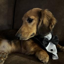 Charlie - Dachshund