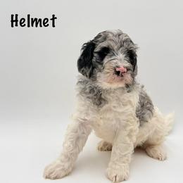 Helmet - Merle male Goldendoodle puppy in Milford, Pennsylvania from Doodles Are Golden