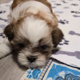 Hope - Liver and white female Shih Tzu puppy in Filer, Idaho from Shih Tzu Kennels