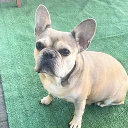 Nala - French Bulldog