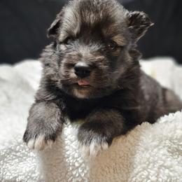 Siberian Husky Puppies from Anime Huskies