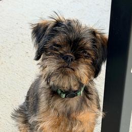 Oliver - Belge male Brussels Griffon puppy in Yucaipa, California from Griffs & Giggles Ranch - The Cortez Family