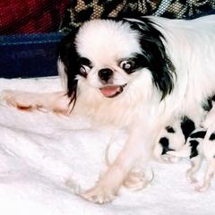 Japanese Chin Puppies from Mystike Japanese Chin