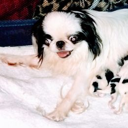 Japanese Chin Puppies from Mystike Japanese Chin