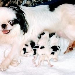 Japanese Chin Puppies from Mystike Japanese Chin