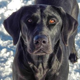 Labrador Retriever adult dog