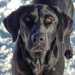 Labrador Retriever adult dog