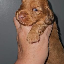 Girl 2 - Red female Dachshund puppy in Lansing, Michigan from Black Thunder 517 Dachshunds and frenchies
