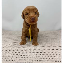 Alfonso - Caramel male Australian Labradoodle puppy in Sacramento, California from Little Farmstead Labradoodles