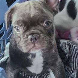 French Bulldog Puppies from Friendly Acres French Bulldogs