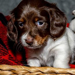Dachshund Puppies from Muddy Clyde