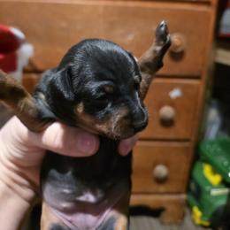 Girl 1 - female Miniature Pinscher puppy in Middle Point, Ohio from Knisely's Min Pins-AKC