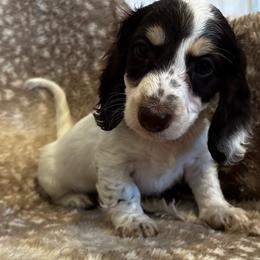 Milkyway AKC - Chocolate and cream male Dachshund puppy in Osage, Oklahoma from Vandruff Creek Mini Dachshunds