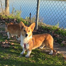 Toast - Pembroke Welsh Corgi