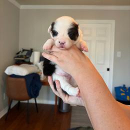 6 - Black and tan female Pembroke Welsh Corgi puppy in Boyd, Texas from Barker's Corgis